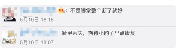 专家判断第3只豹子或已死亡，究竟发生了什么？