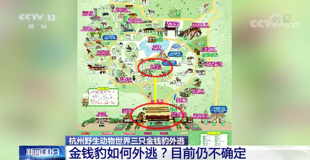杭州3只金钱豹4月19日已外逃 担心五一营业受影响瞒报