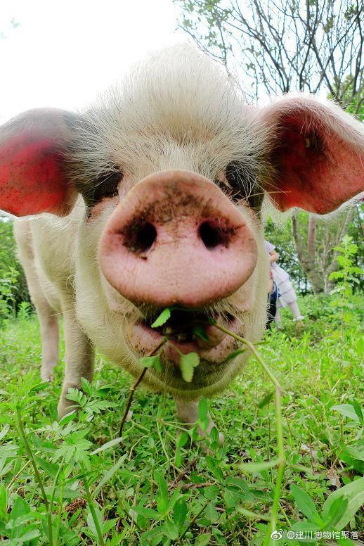 兽医称猪坚强已入弥留 2008年它从地震废墟中被救出