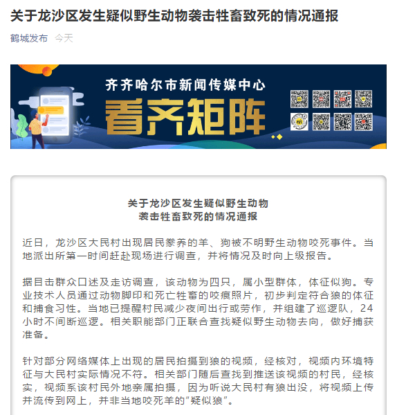 齐齐哈尔居民拍摄到袭击牲畜野狼？官方回应