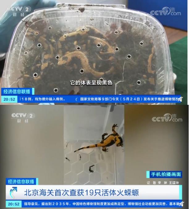 北京海关查获19只活体火蝾螈，随时会产子！