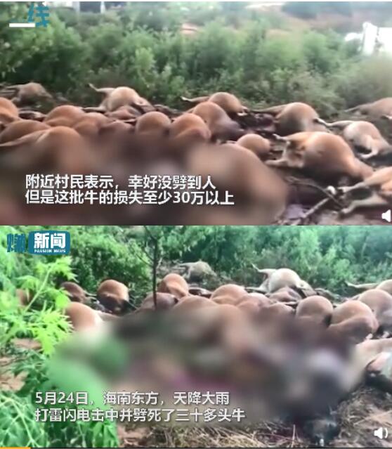 海南42头牛遭雷击死亡 损失至少30万以上