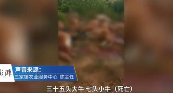 海南42头牛遭雷击死亡,户主也被电晕 如何避免“遭雷劈”?