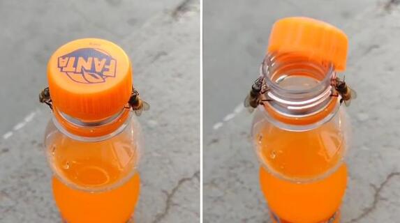 成精了！巴西网友拍到两只蜜蜂合力打开饮料瓶盖