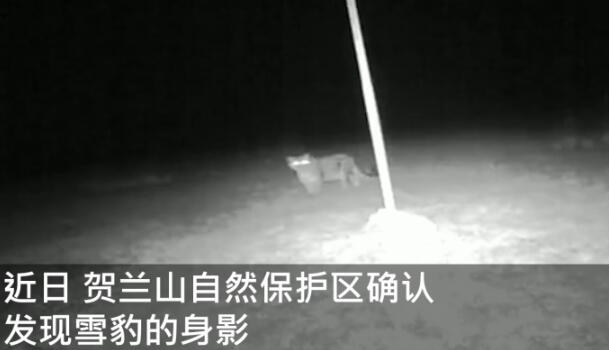 罕见！宁夏贺兰山时隔66年重现雪豹，从镜头前走过