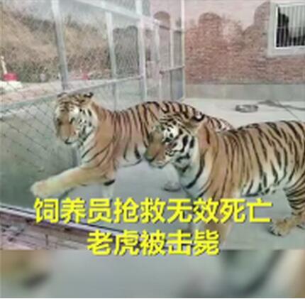 【两只老虎出逃咬死饲养员均被击毙】为何击毙两只老虎?河南公布细节