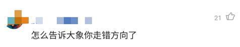 【继续追踪】象群最新现身地:4吨美味只剩残渣 网友:是来昆明避暑吗?