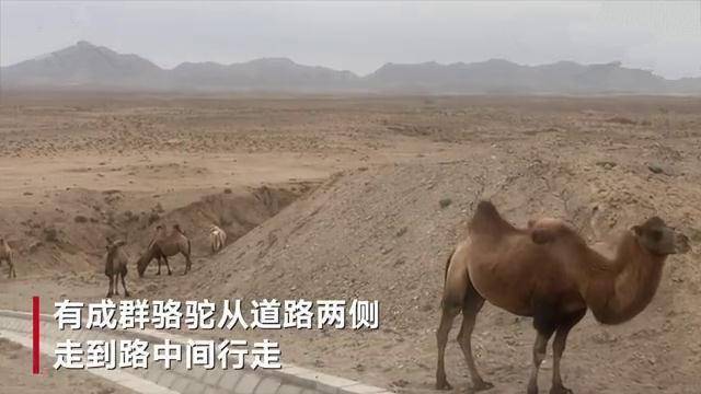 演员于月仙车祸事故所在地：一年车祸事故撞死撞伤的牲畜达百头