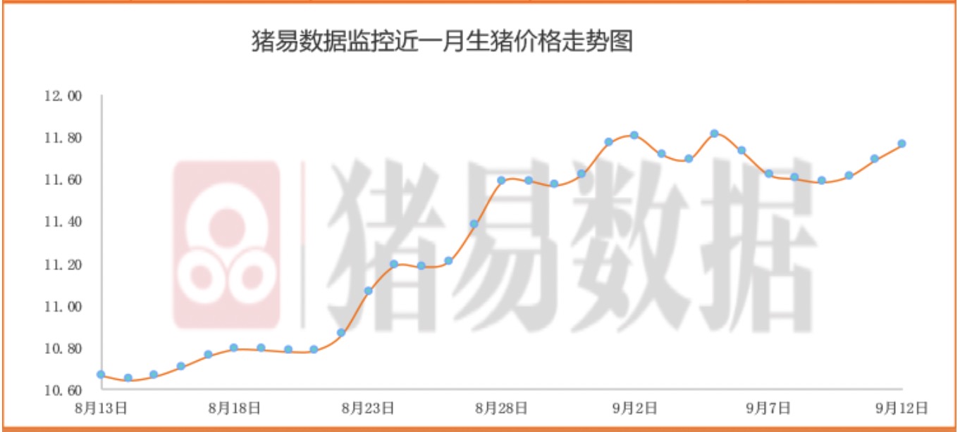 压不住？猪价中秋“三连涨” 业内人士：节后存回落可能