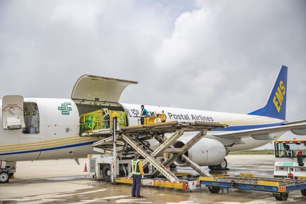 7月2日,中国邮政航空公司一架波音B737全货机在装载巫山脆李。(黄伟 摄)