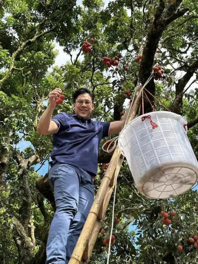 哈哈哈哈！接地气！霍启刚爬树摘荔枝 开心大笑