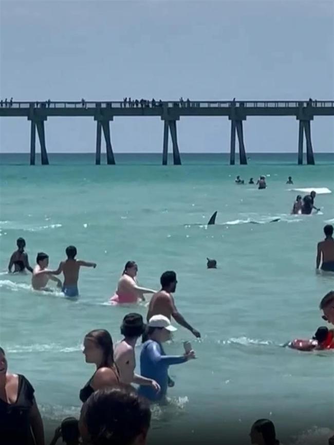 美国佛州海滩浅水区惊现鲨鱼，数十名游泳者慌乱逃跑，海滩安全主管：几乎每天可见，不必十分警惕