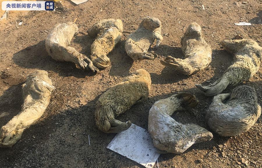 大连斑海豹盗猎案开庭 42名被告人将分三次审理
