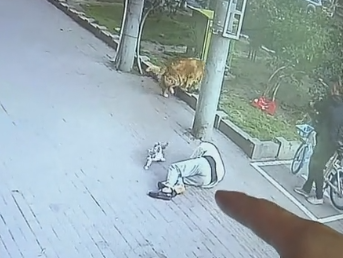 遛狗老人被高空坠猫砸晕 金毛直接拦下“肇事”猫